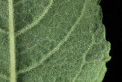 Salix cinerea. Lower leaf surface.
 Image: D. Glenny © Landcare Research 2020 CC BY 4.0